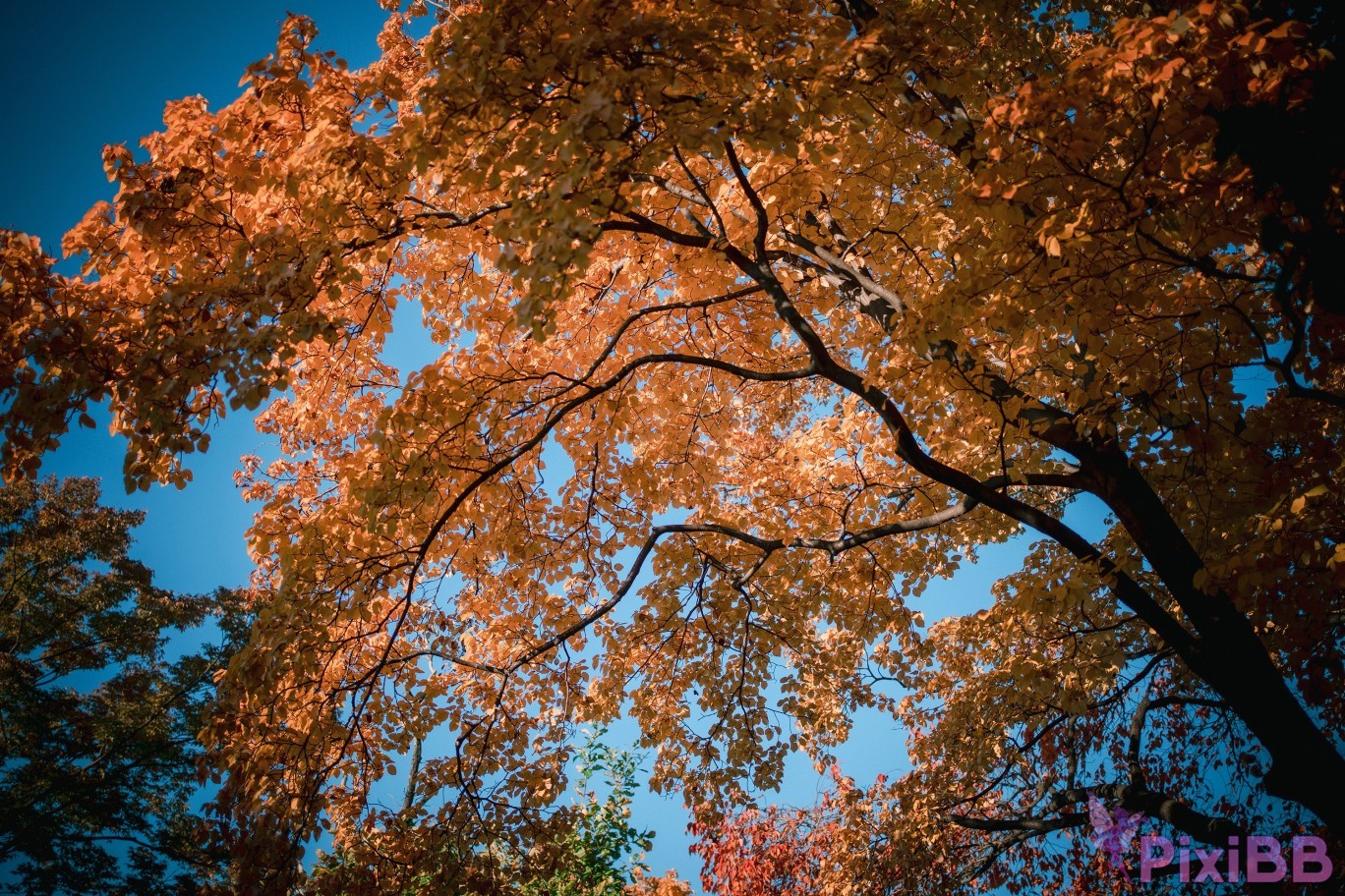 DJAWA Photo Mimmi Sukajan Gal PixiBB.COM 106