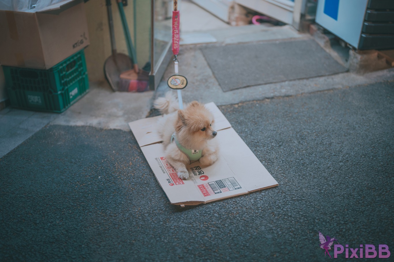 DJAWA Photo Mimmi Your Panties PixiBB.COM 237