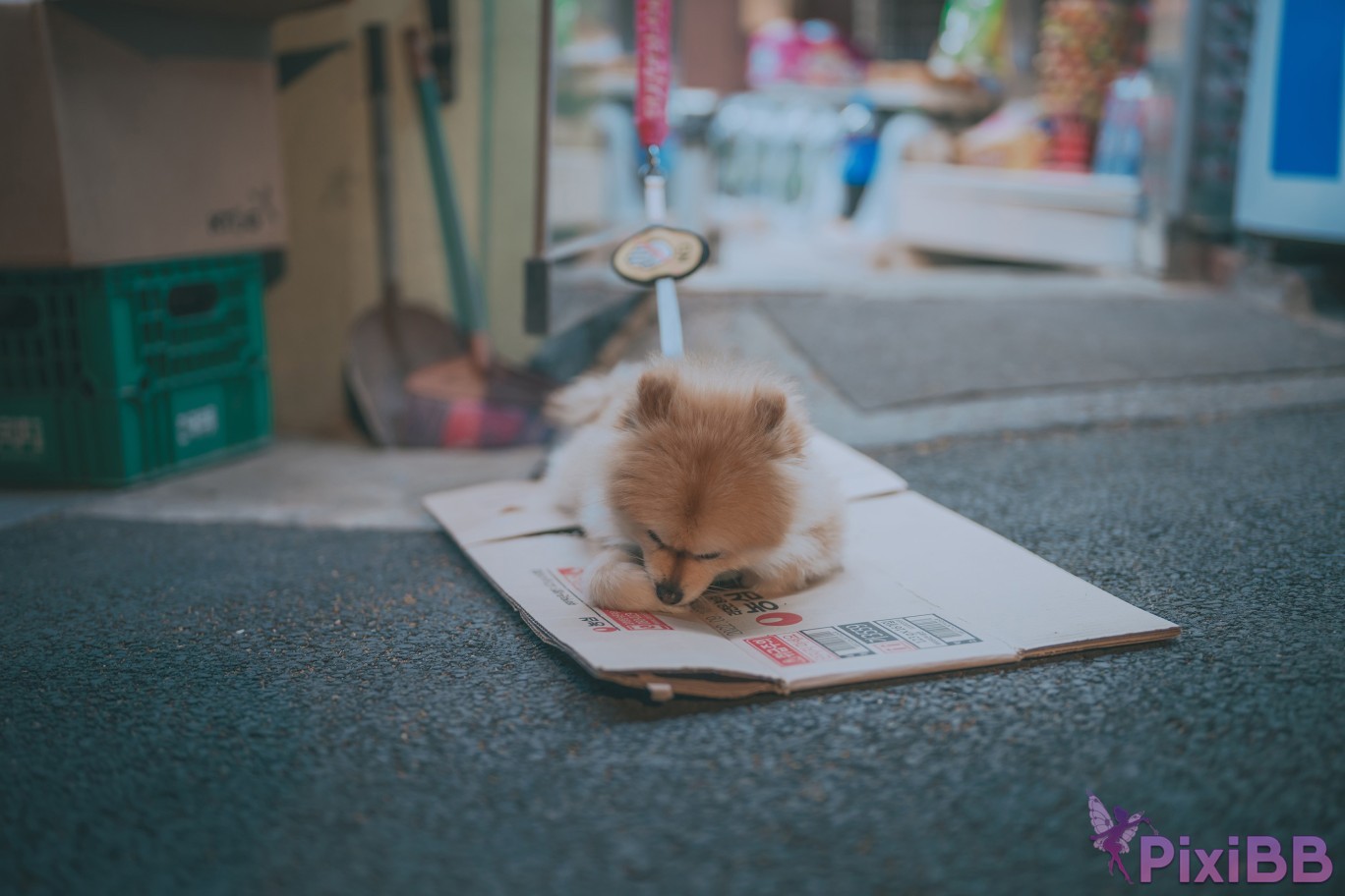 DJAWA Photo Mimmi Your Panties PixiBB.COM 240