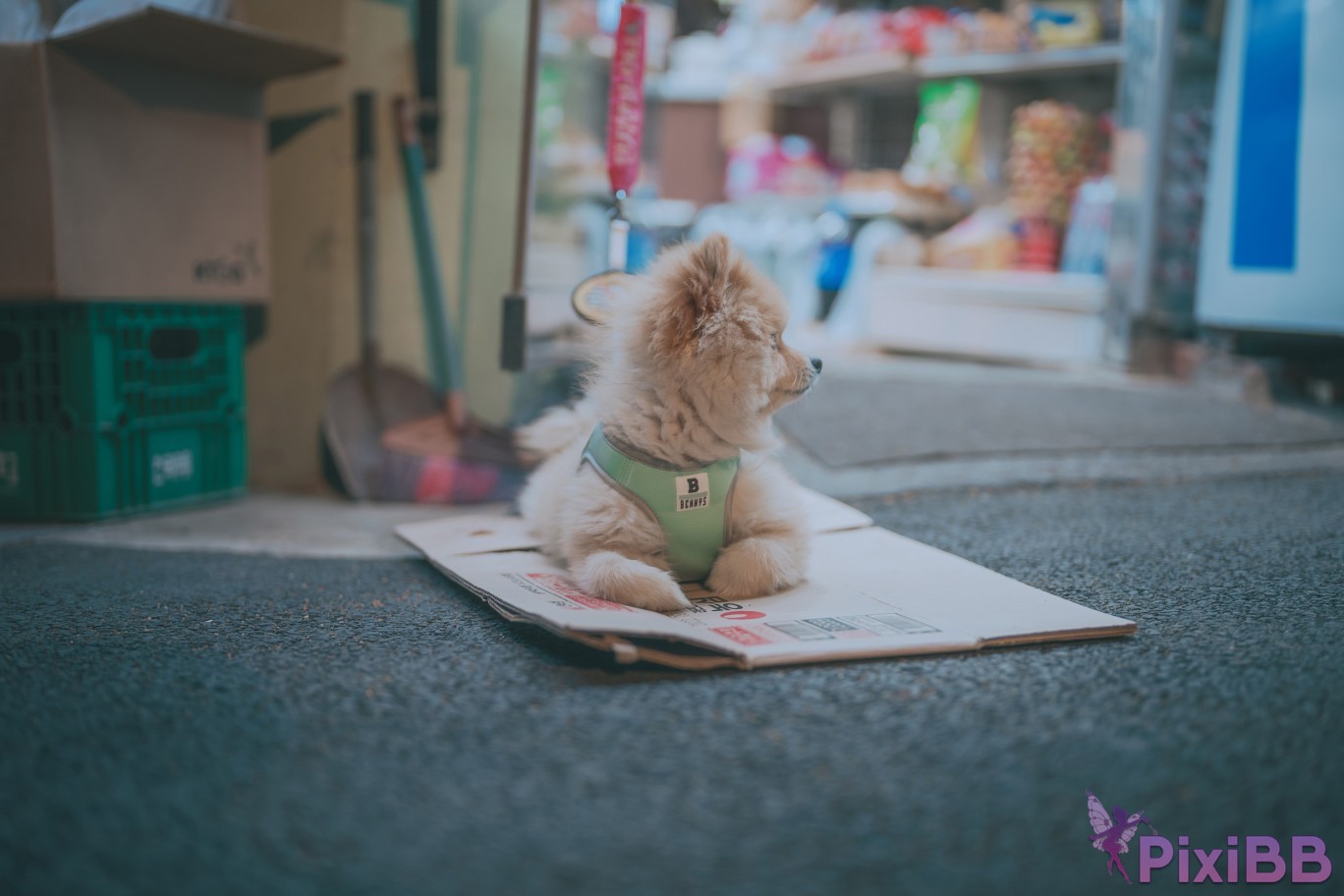 DJAWA Photo Mimmi Your Panties PixiBB.COM 241