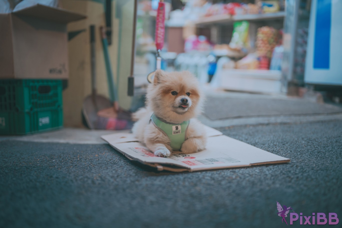 DJAWA Photo Mimmi Your Panties PixiBB.COM 242