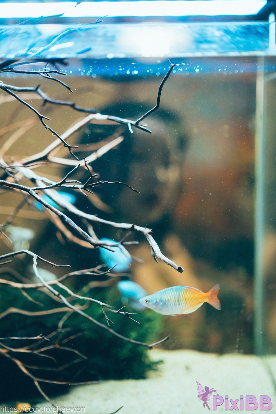 Loozy Sunhye Holyday in Hongkong PixiBB.COM 013