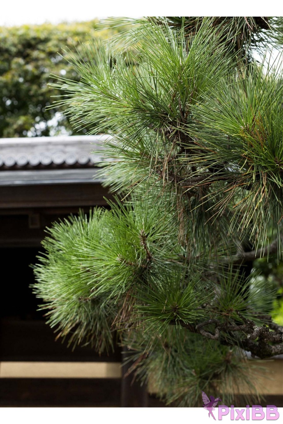 Japanese Idol Hikari Kisaki Open Shower Photobook For the way that shines PixiBB.COM 002