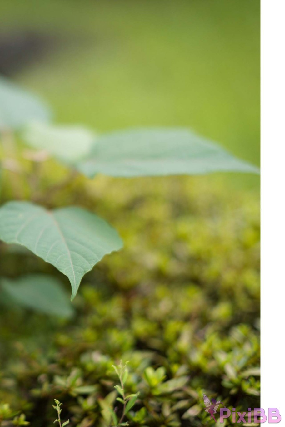 Japanese Idol Hikari Kisaki Open Shower Photobook For the way that shines PixiBB.COM 058